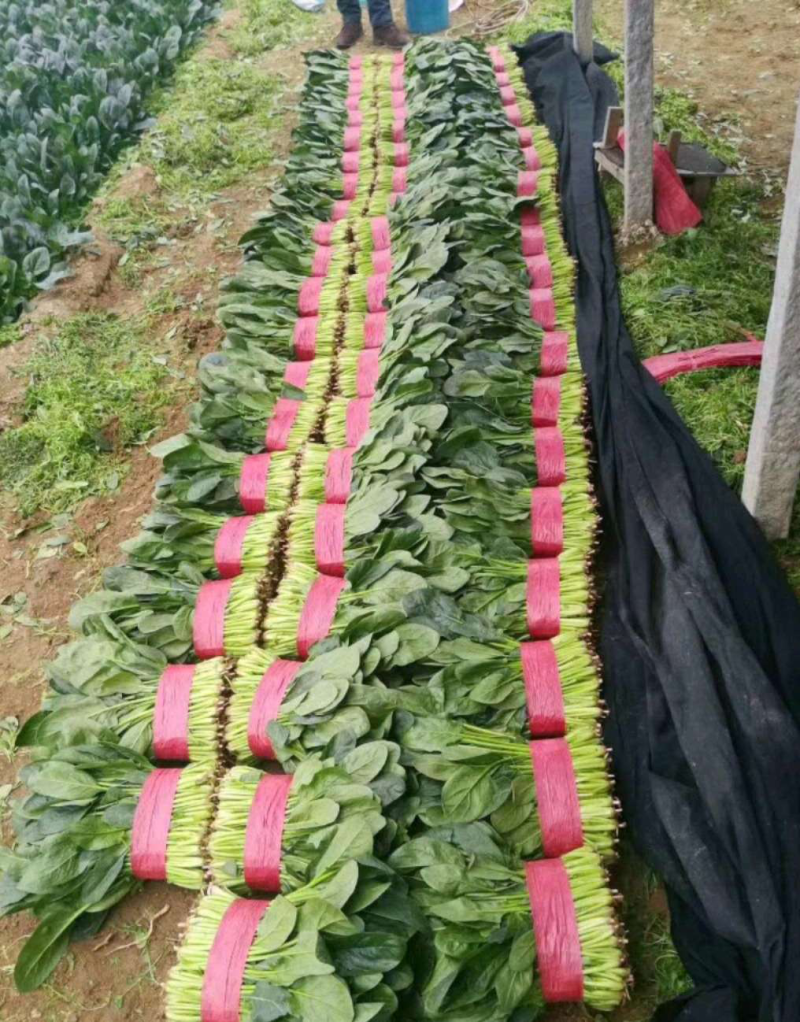 精品菠菜、大量上市。叶黑、膘厚。质量没有一点毛病！