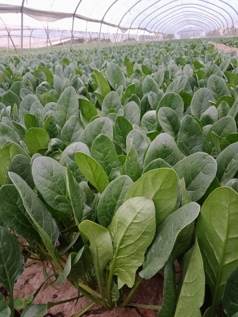 精品菠菜、大量上市。叶黑、膘厚。质量没有一点毛病！