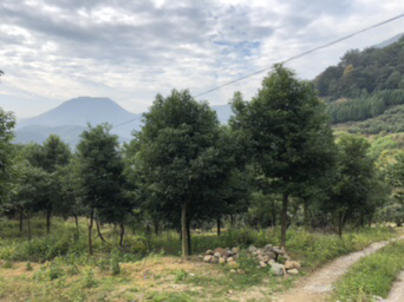 天竺桂基地天竺桂工程苗木天竺桂批发