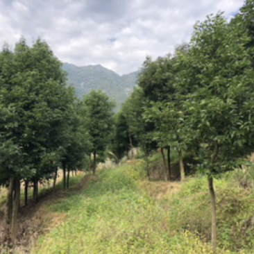天竺桂基地天竺桂工程苗木天竺桂批发
