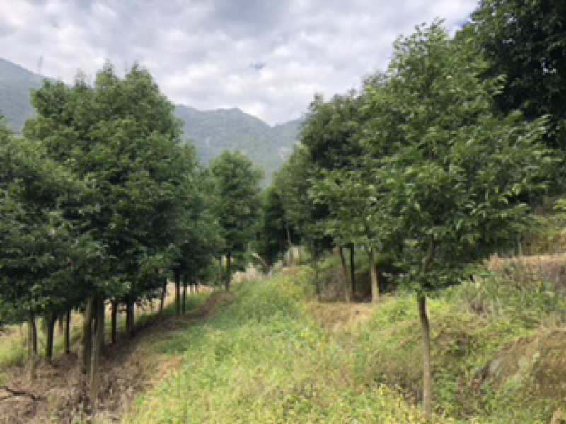 天竺桂基地天竺桂工程苗木天竺桂批发