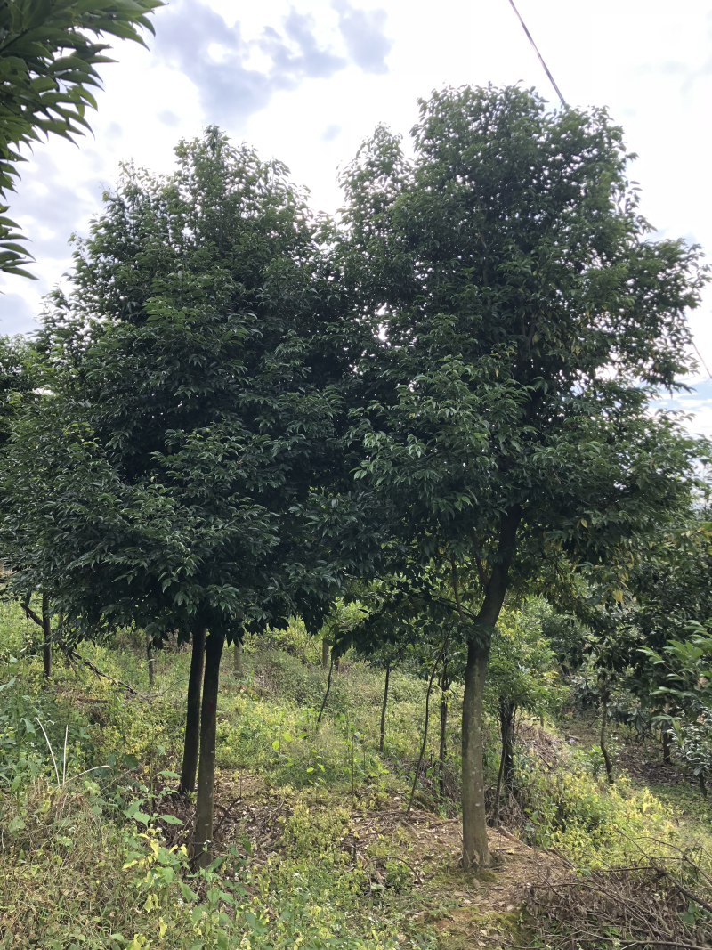 天竺桂基地天竺桂工程苗木天竺桂批发