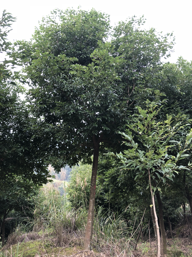 天竺桂基地天竺桂工程苗木天竺桂批发