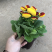 荷苞花110#