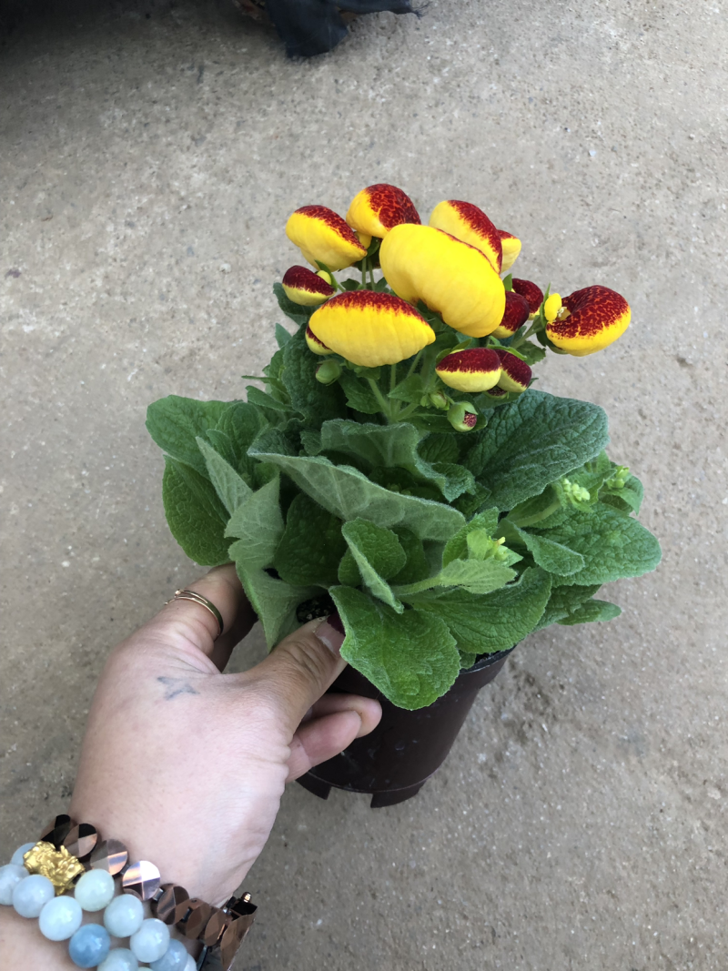 荷苞花110#