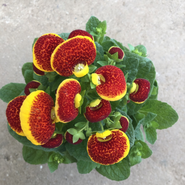 荷苞花110#
