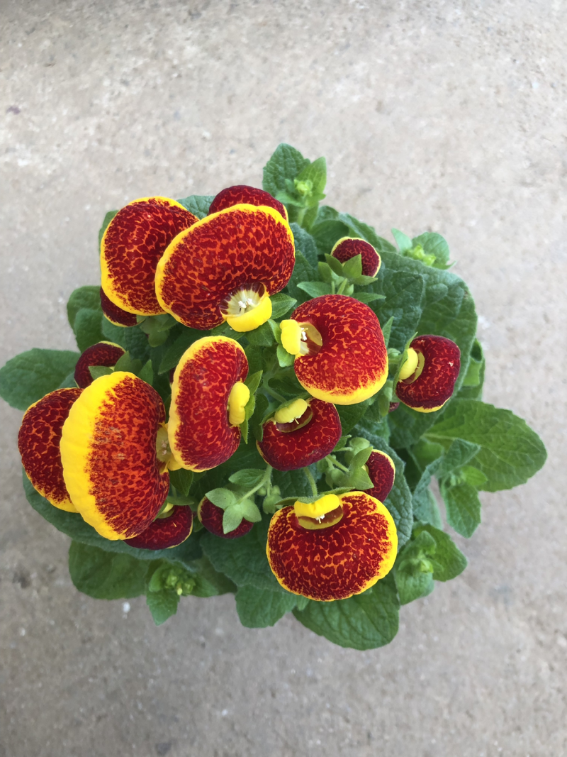 荷苞花110#