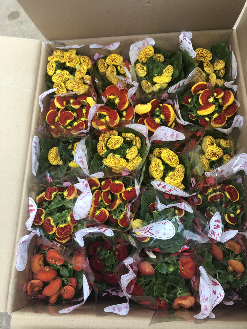 荷苞花110#