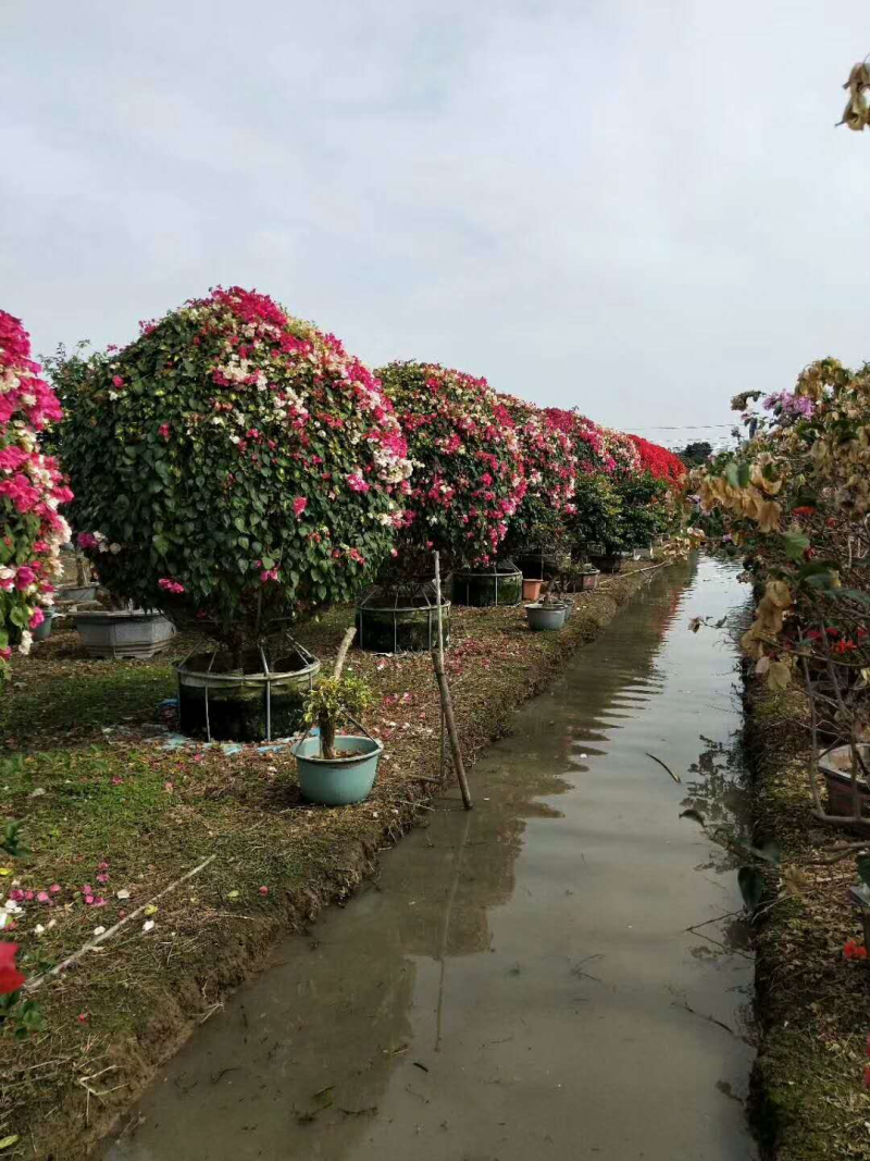 三角梅球形，紫色，红色，多色等多种规格可选