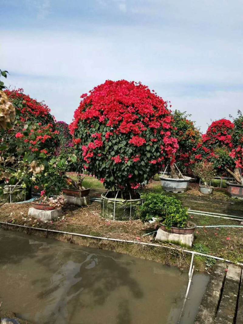 三角梅球形，紫色，红色，多色等多种规格可选