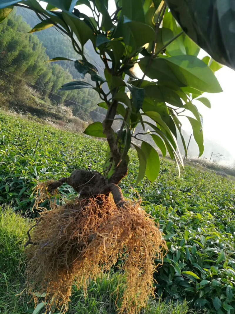 黑老虎又名布福娜