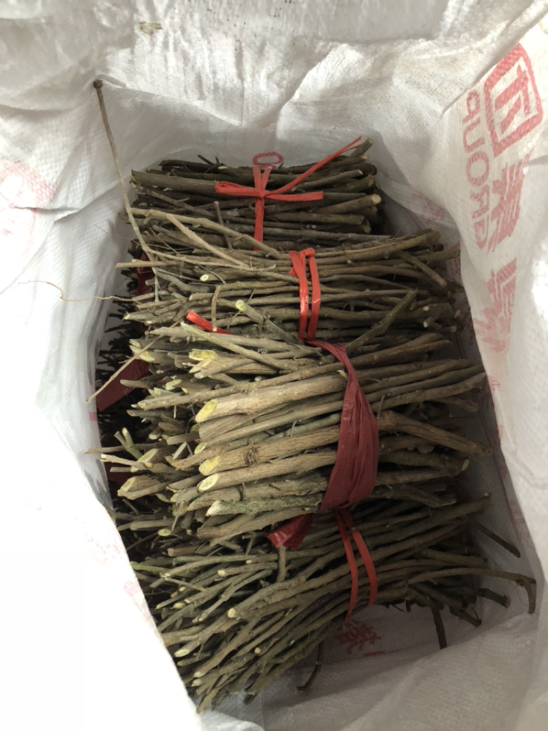 蔓荆子苗(正宗江西单叶蔓荆子）