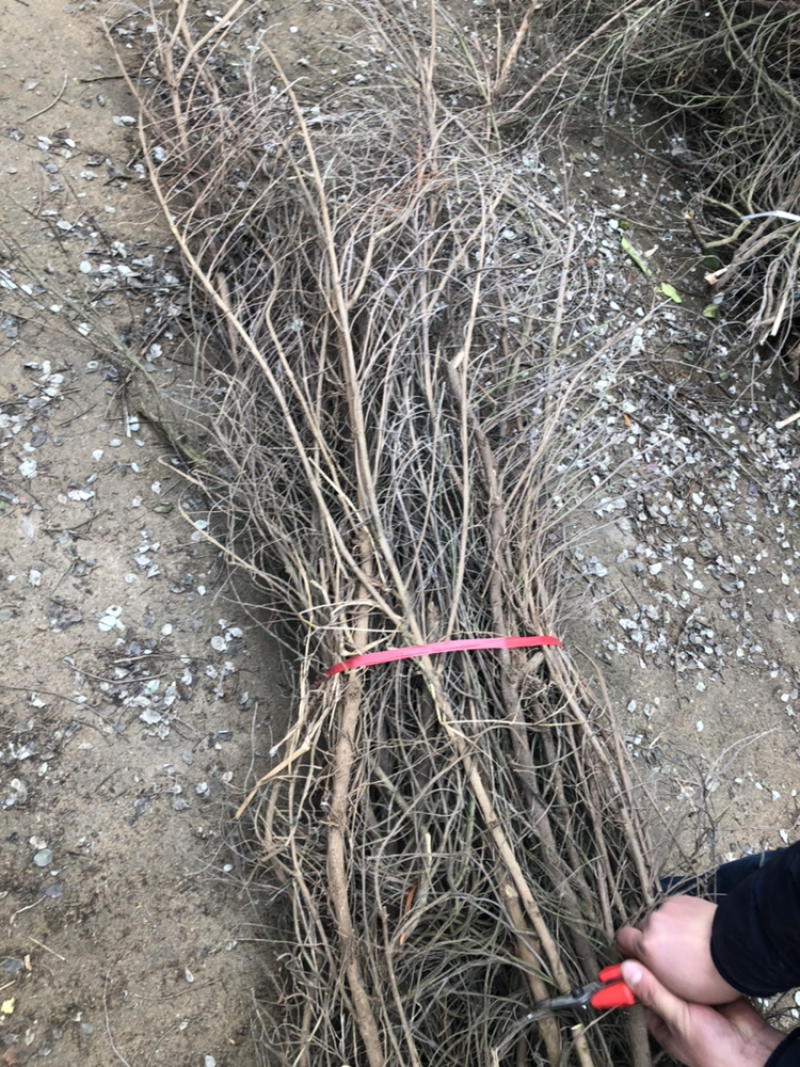 蔓荆子苗(正宗江西单叶蔓荆子）