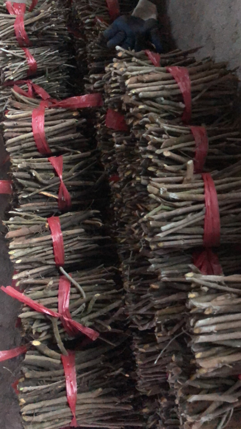 蔓荆子苗(正宗江西单叶蔓荆子）