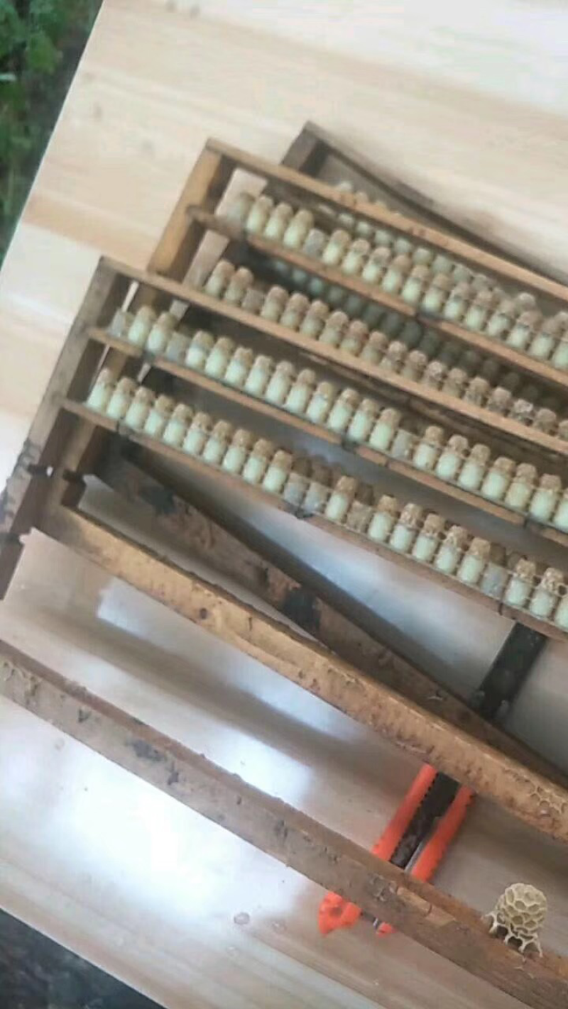 新鲜王浆纯正天然油菜蜂王浆蜂皇浆500克