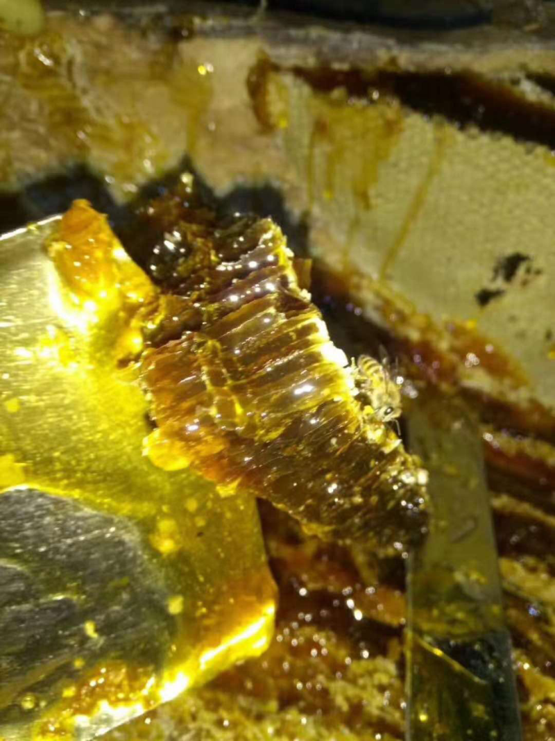 秦岭野生土蜂蜜纯正天然农家自产留坝结晶百花蜜老巢蜜糖50