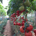 山东寿光西红柿种苗，番茄苗，30年育苗基地直发！