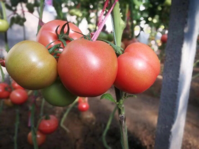 山东寿光西红柿种苗，番茄苗，30年育苗基地直发！