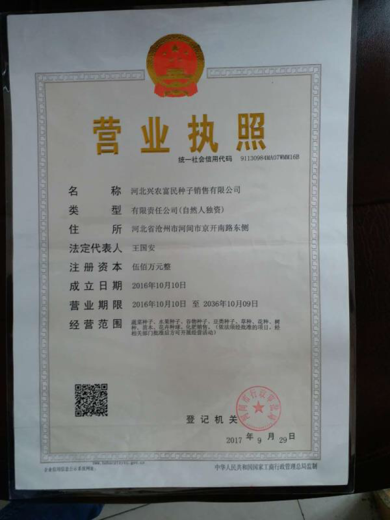 高产早熟一号四季豆种子芸豆角种子