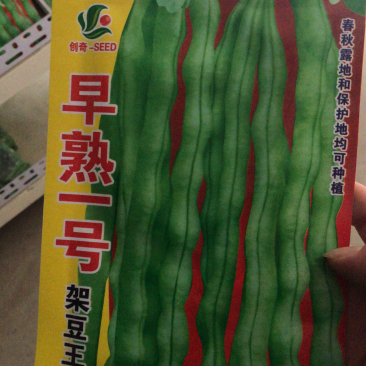 高产早熟一号四季豆种子芸豆角种子
