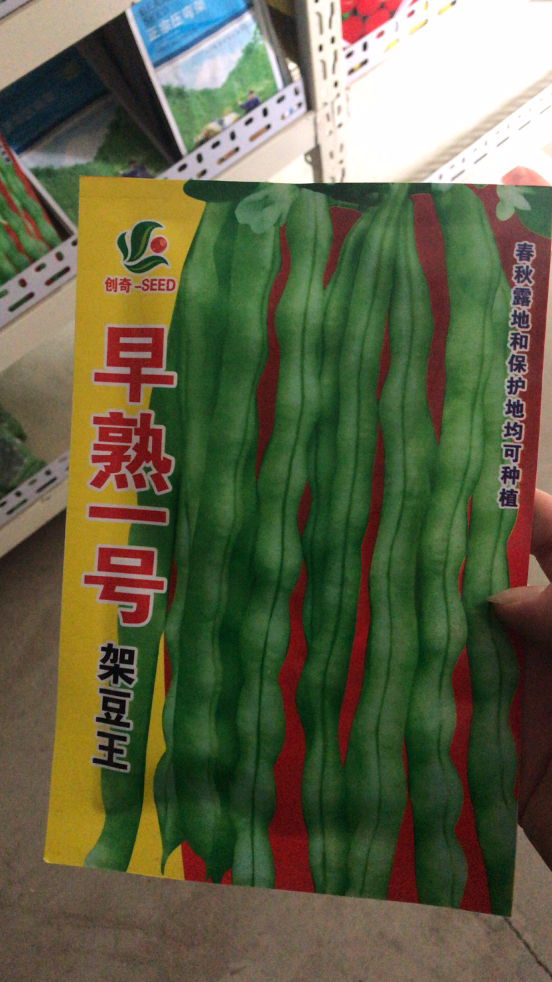高产早熟一号四季豆种子芸豆角种子