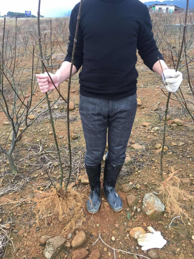 中花吴茱萸，根生苗根系发达存活率高。