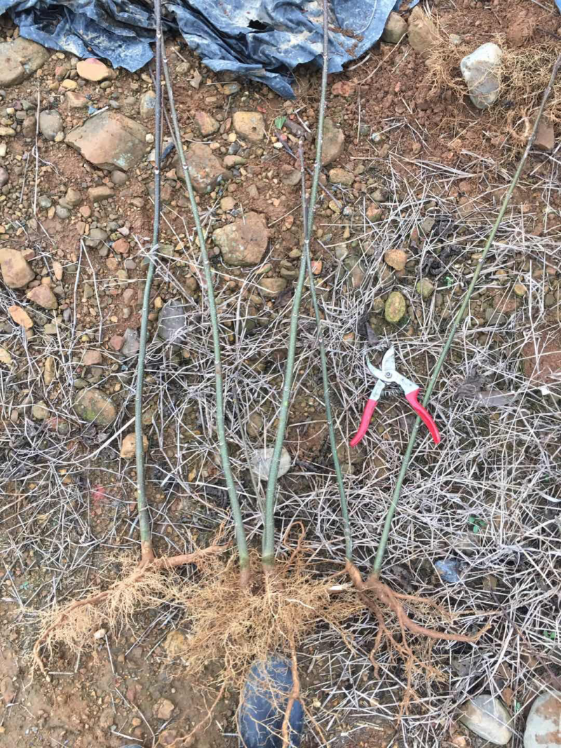中花吴茱萸，根生苗根系发达存活率高。
