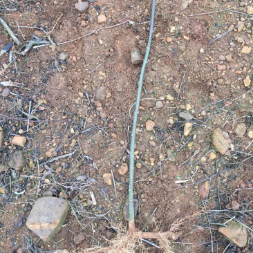 中花吴茱萸，根生苗根系发达存活率高。