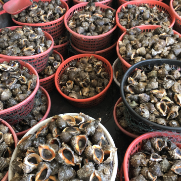 海螺野生海捕大海螺