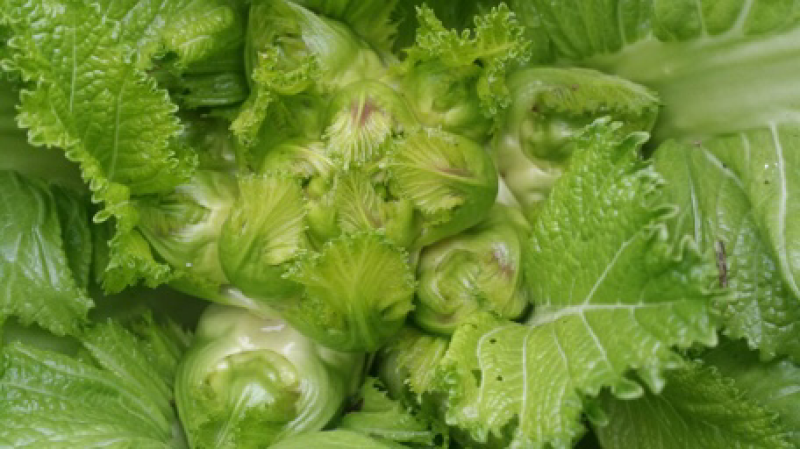 儿菜