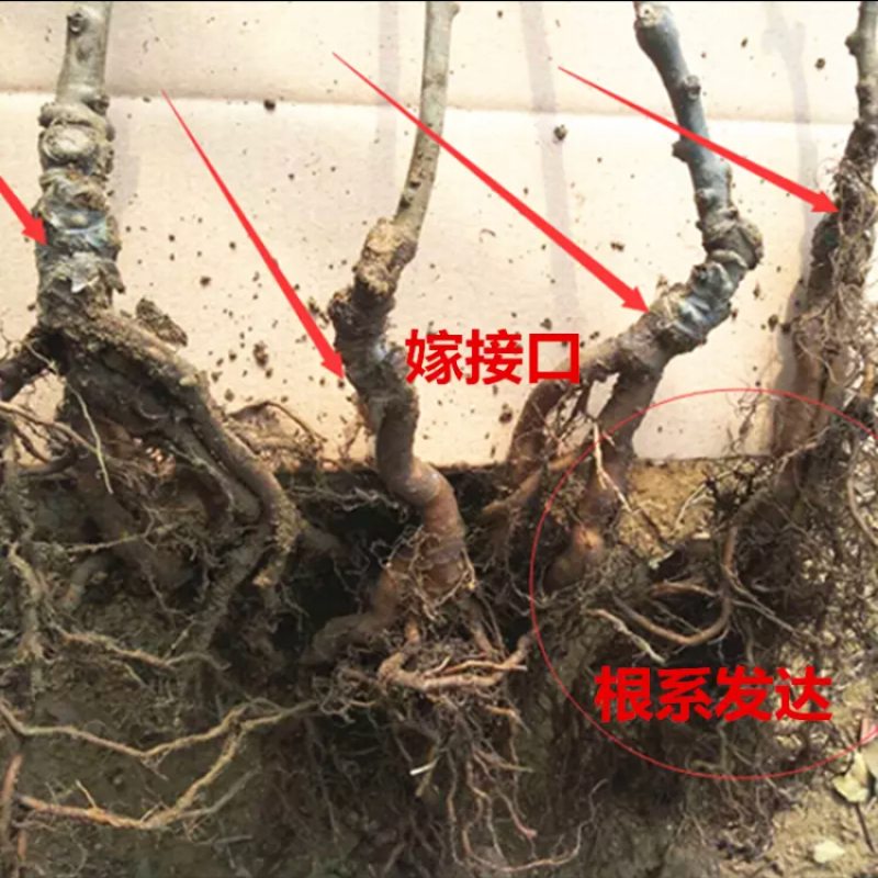猕猴桃树苗嫁接猕猴桃苗红心盆栽地栽南方北方种植果树苗