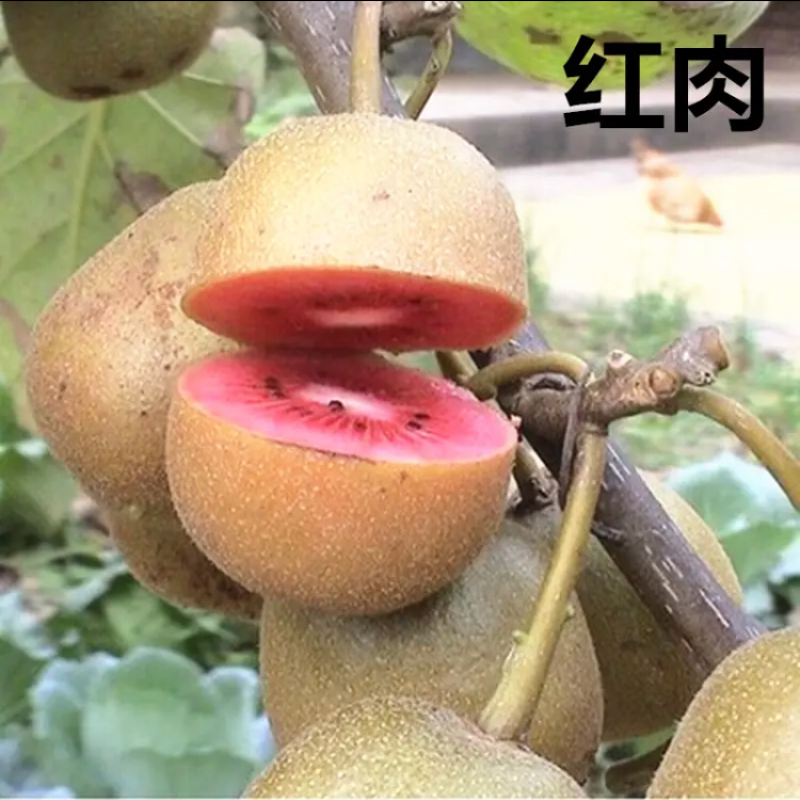 猕猴桃树苗嫁接猕猴桃苗红心盆栽地栽南方北方种植果树苗