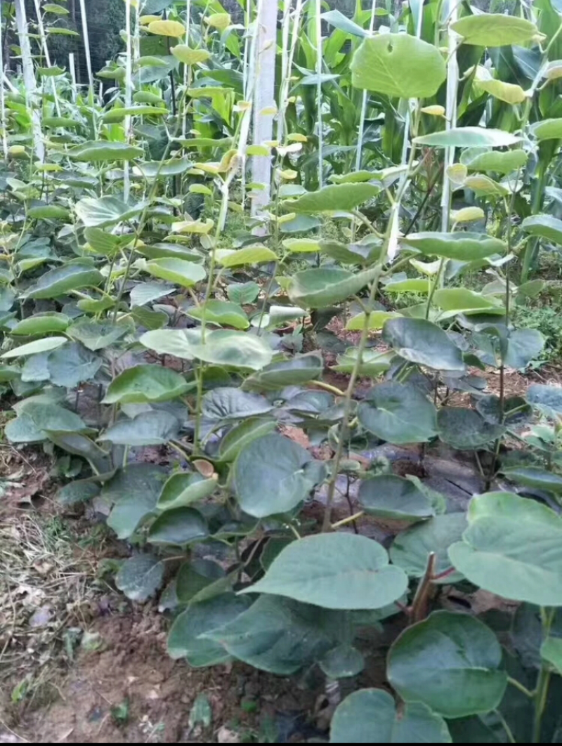 猕猴桃树苗嫁接猕猴桃苗红心盆栽地栽南方北方种植果树苗