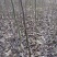核桃苗一年苗50~100cm