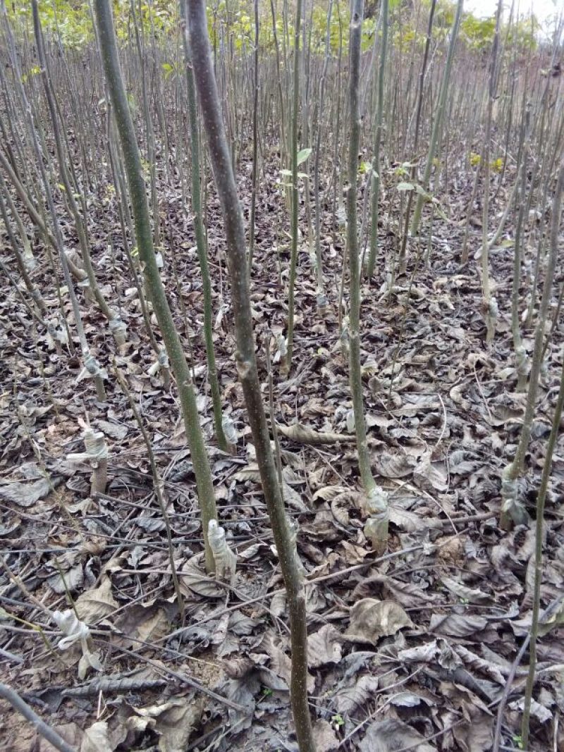 核桃苗一年苗50~100cm