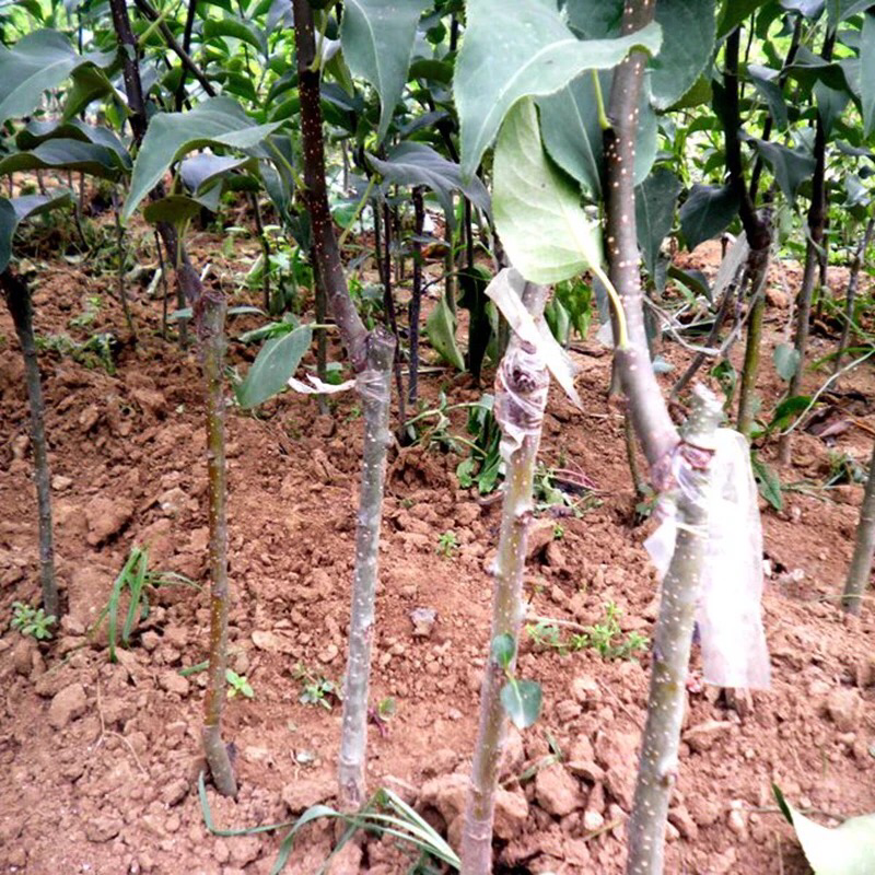 嫁接梨树苗北方种植果树苗地栽梨树苗南方种植砀山梨当年结果