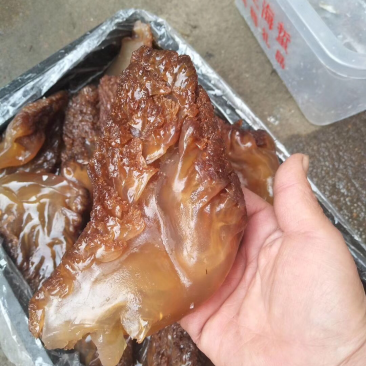 海蜇头渔船打捞腌制海蜇头海鲜过年过节必备