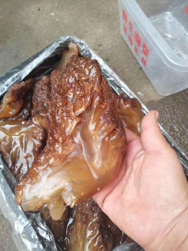 海蜇头渔船打捞腌制海蜇头海鲜过年过节必备