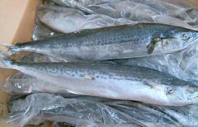 鲅鱼鲅鱼新鲜鲜活冷冻海捕海捕鲅鱼超鲅新鲜海鲜