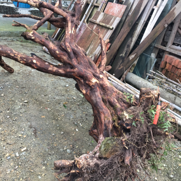 大量收购以上树桩