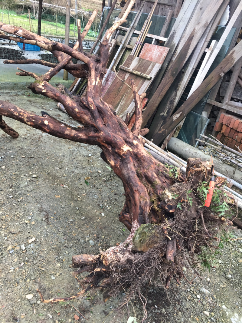 大量收购以上树桩