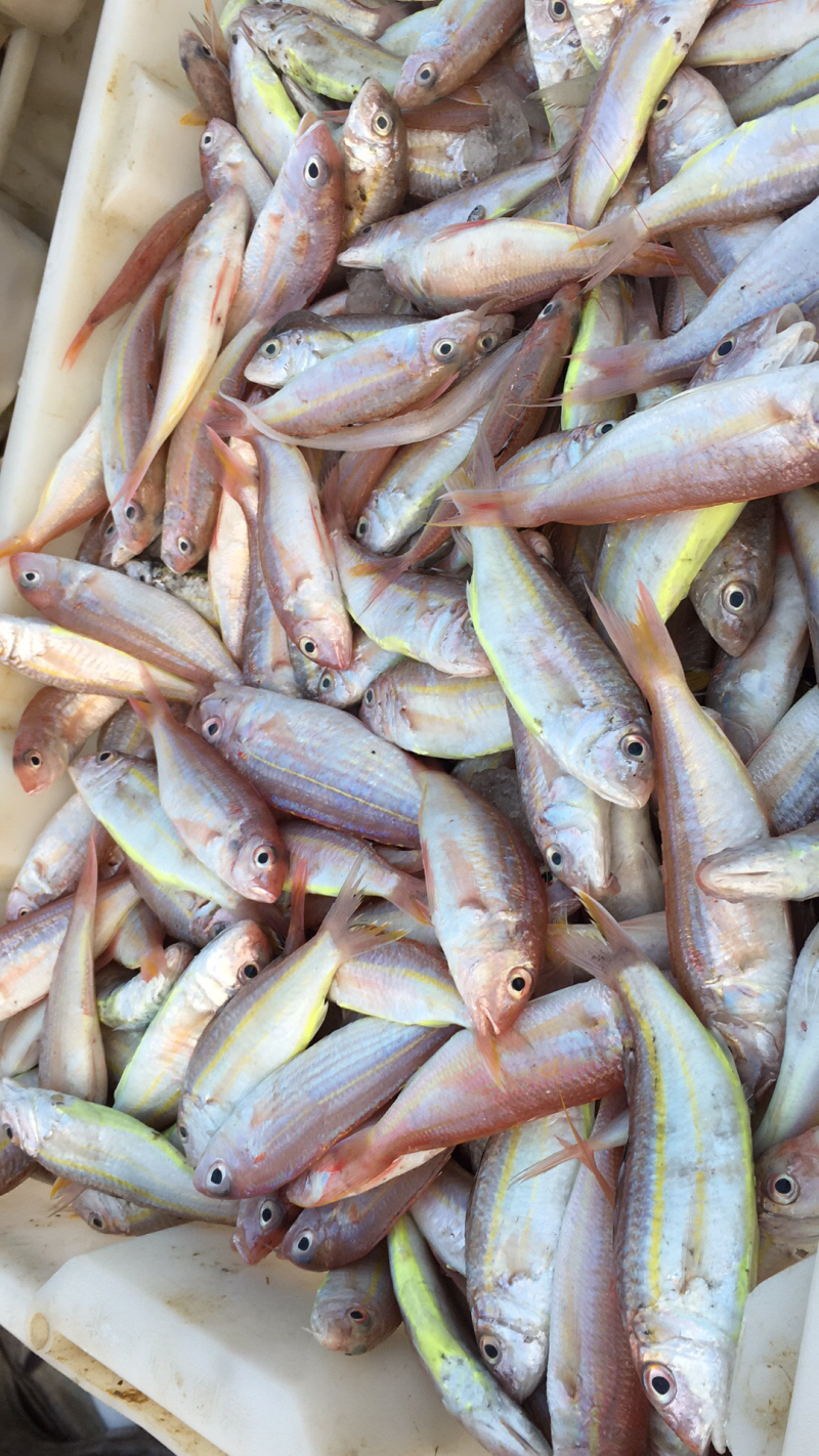 海鲜批发，深海小鱼仔，浦浪鱼，刀鱼，小红腊仔，白刀鱼