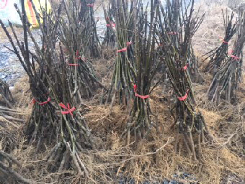 中花吴茱萸苗40～80公分