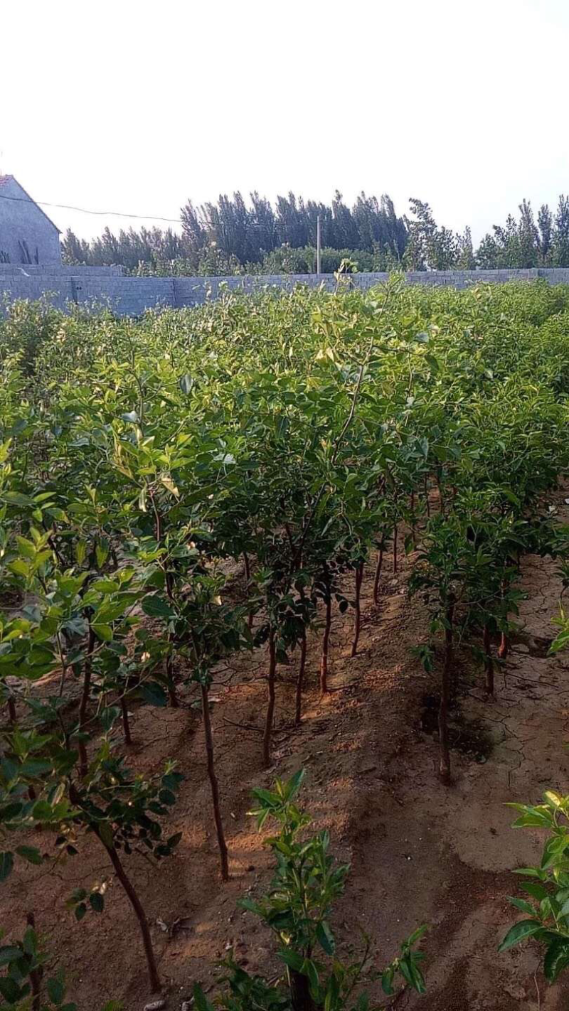 枣苗枣树苗沾化冬枣树苗雪红枣苗嫁接果树苗南方北