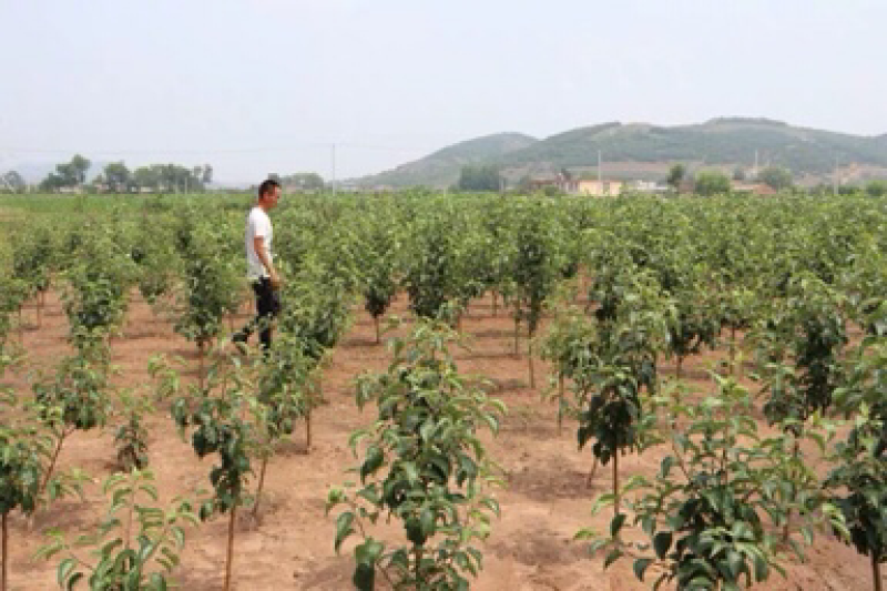 苹果树苗盆栽地栽嫁接苹果树苗红富士烟富苹果苗嫁接苹果树苗