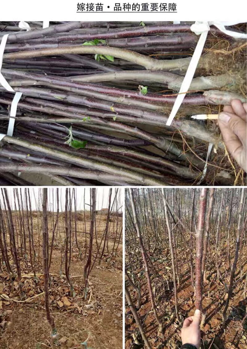 苹果树苗盆栽地栽嫁接苹果树苗红富士烟富苹果苗嫁接苹果树苗
