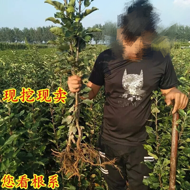 苹果树苗盆栽地栽嫁接苹果树苗红富士烟富苹果苗嫁接苹果树苗