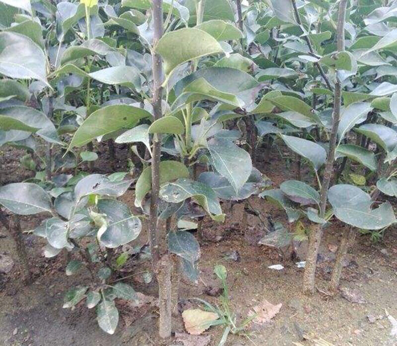 苹果树苗盆栽地栽嫁接苹果树苗红富士烟富苹果苗嫁接苹果树苗
