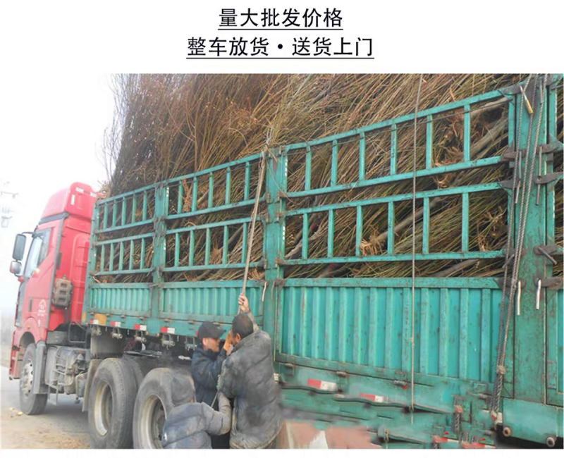 苹果树苗盆栽地栽嫁接苹果树苗红富士烟富苹果苗嫁接苹果树苗
