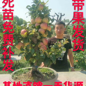 苹果树苗盆栽地栽嫁接苹果树苗红富士烟富苹果苗嫁接苹果树苗